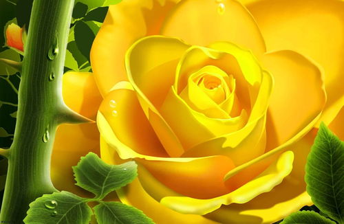 十一朵黄玫瑰代表什么意思,十一朵黄色玫瑰代表什么意思
