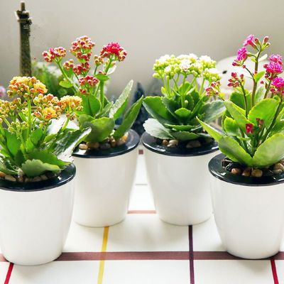 室内好养活的花观花盆栽,最好养活的室内盆栽植物