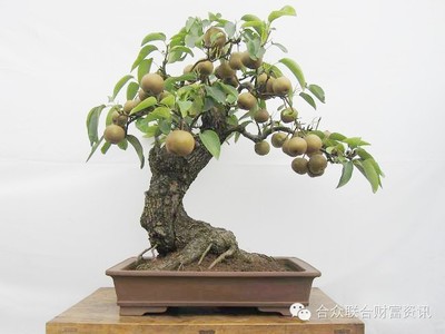 盆栽果树技术,盆栽果树种植方法和注意事项