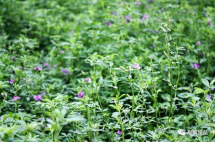 紫花苜蓿干草每吨价格[紫花苜蓿一吨多少钱干的]