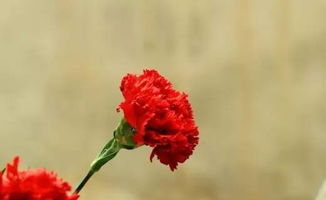 玫红色康乃馨花语是什么意思的简单介绍