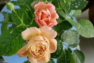 盆栽玫瑰修剪方法图片大全视频,盆栽玫瑰花怎样修剪花枝